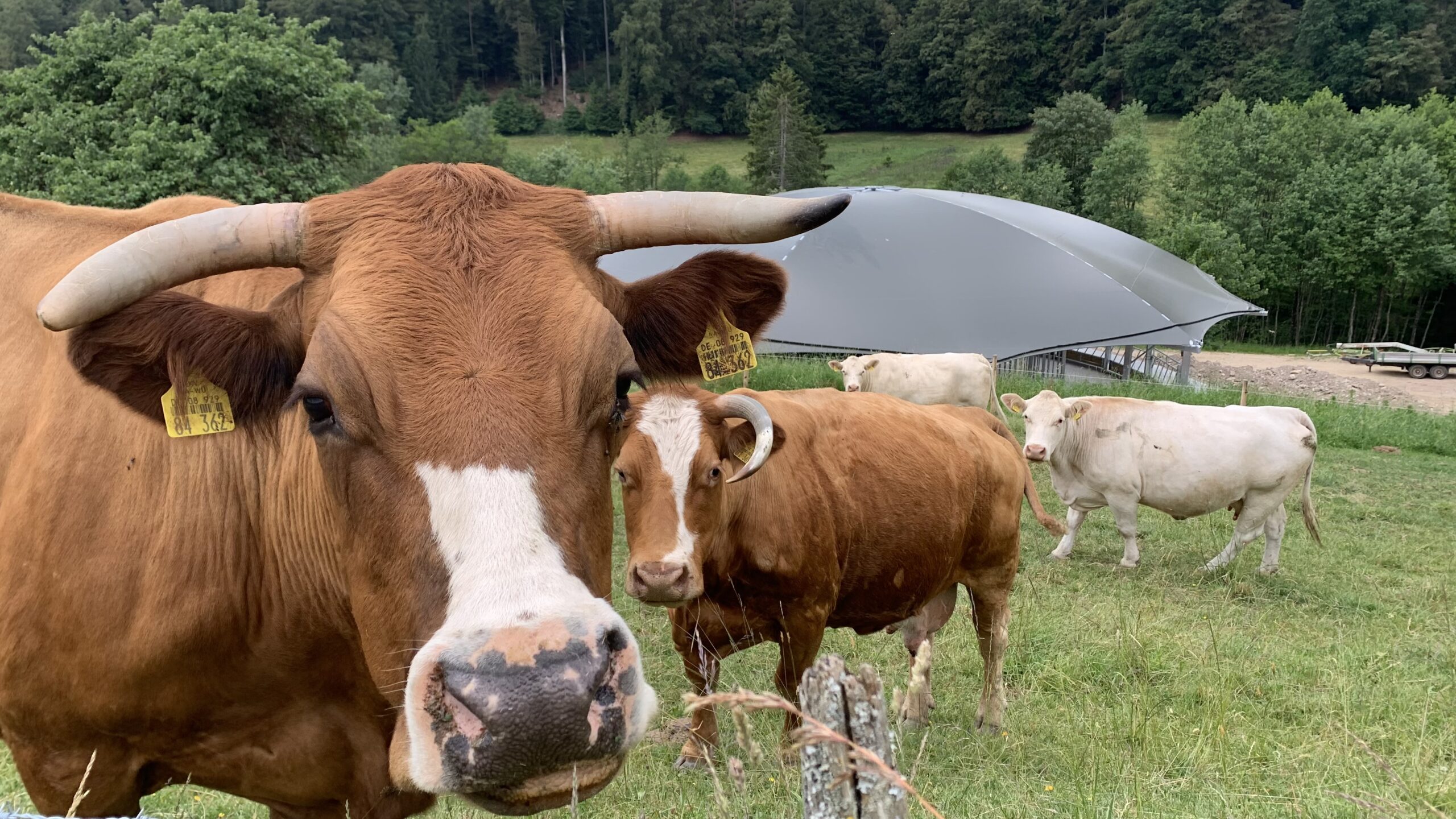Eichrüttehof: diervriendelijke veehouderij bij de Zwitserse grens